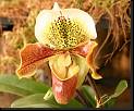 Paphiopedilum hibrido tipo nitens * Rodrigo Remolina
 * Rodrigo Remolina
